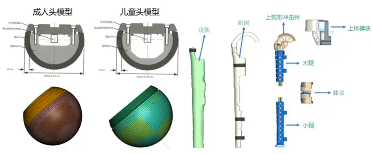 行人保护法规及LS-DYNA仿真技术概述的图9